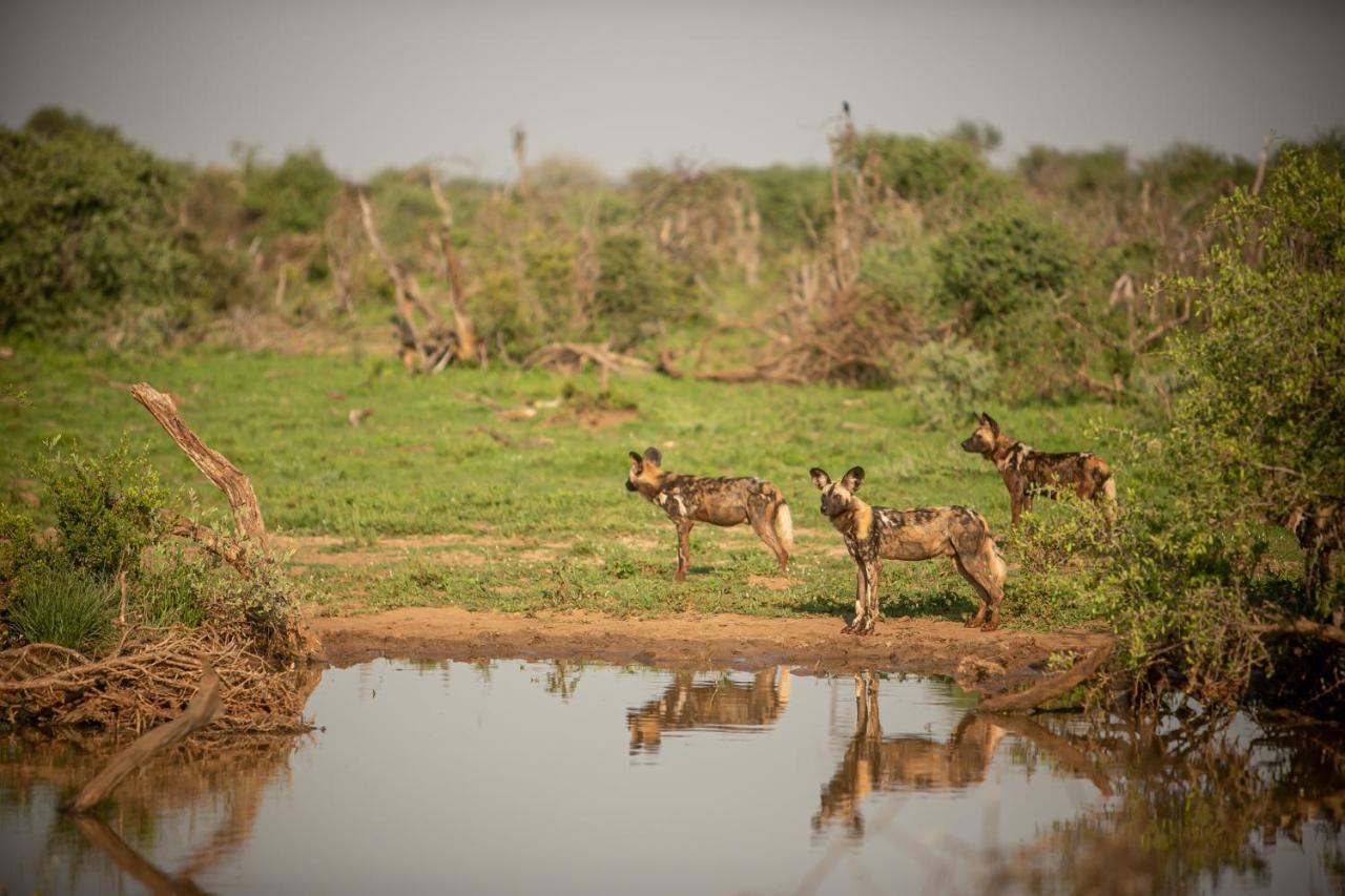 Willa Jamala Madikwe Madikwe Game Reserve Zewnętrze zdjęcie