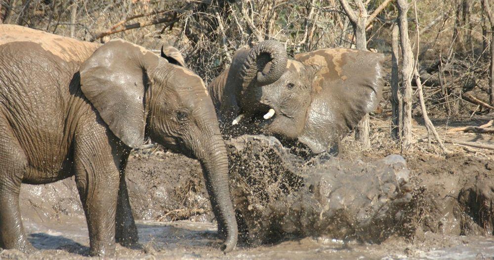 Willa Jamala Madikwe Madikwe Game Reserve Zewnętrze zdjęcie