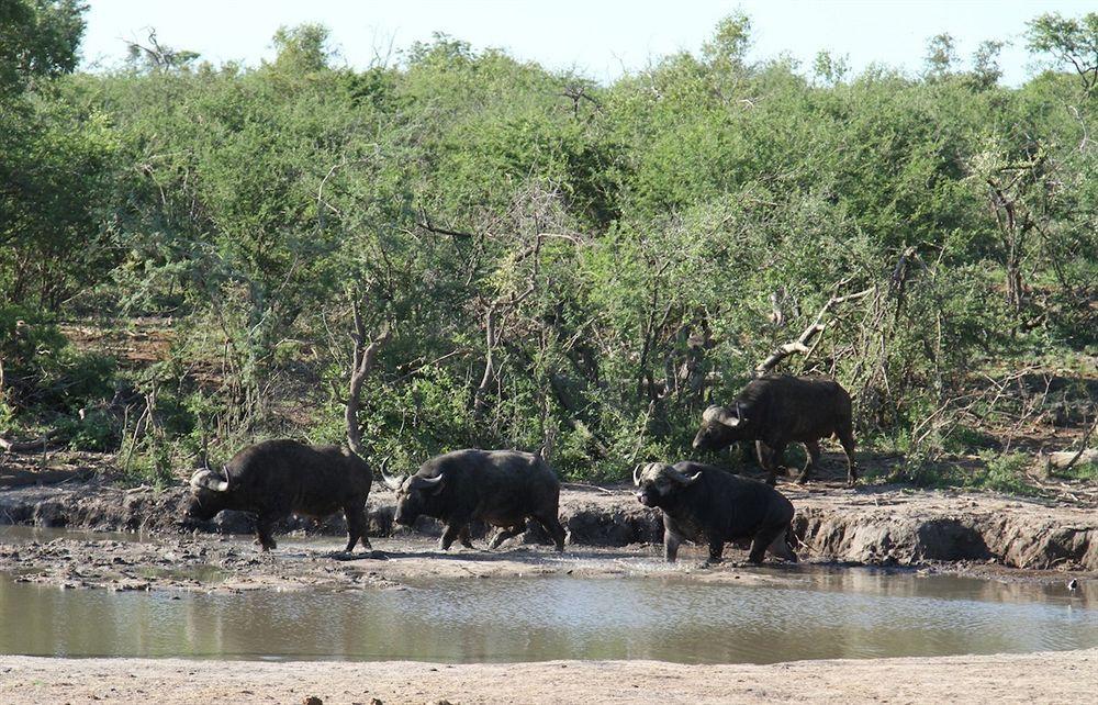 Willa Jamala Madikwe Madikwe Game Reserve Zewnętrze zdjęcie