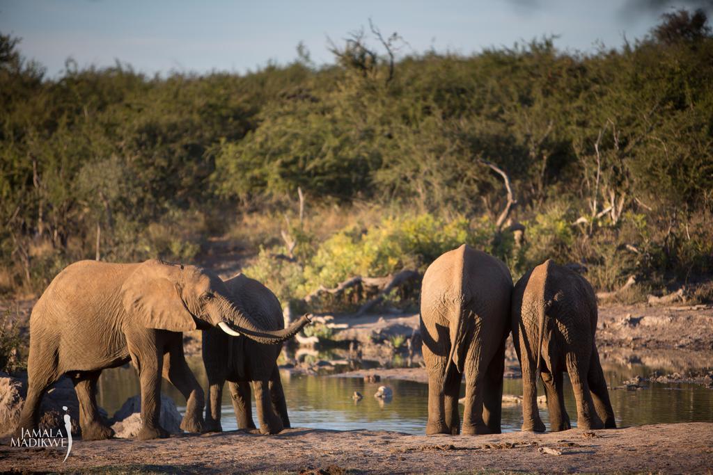Willa Jamala Madikwe Madikwe Game Reserve Zewnętrze zdjęcie