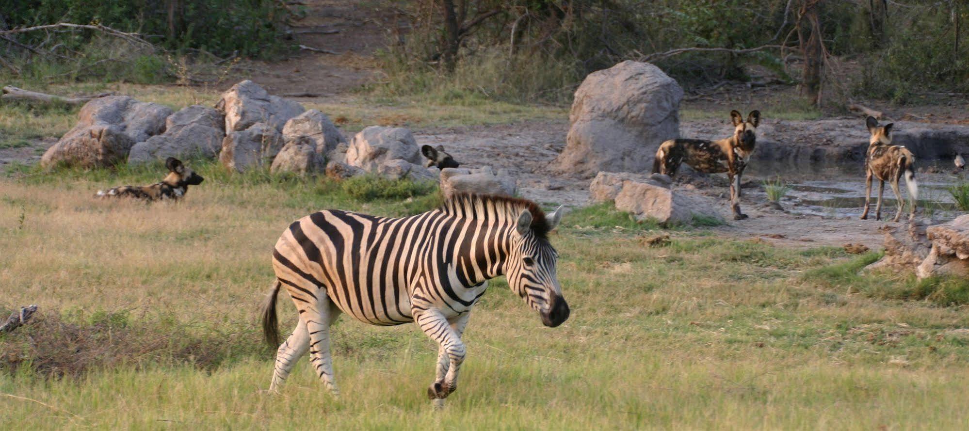 Willa Jamala Madikwe Madikwe Game Reserve Zewnętrze zdjęcie